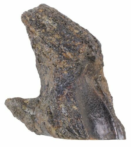 Rooted Triceratops Tooth - Montana #56474